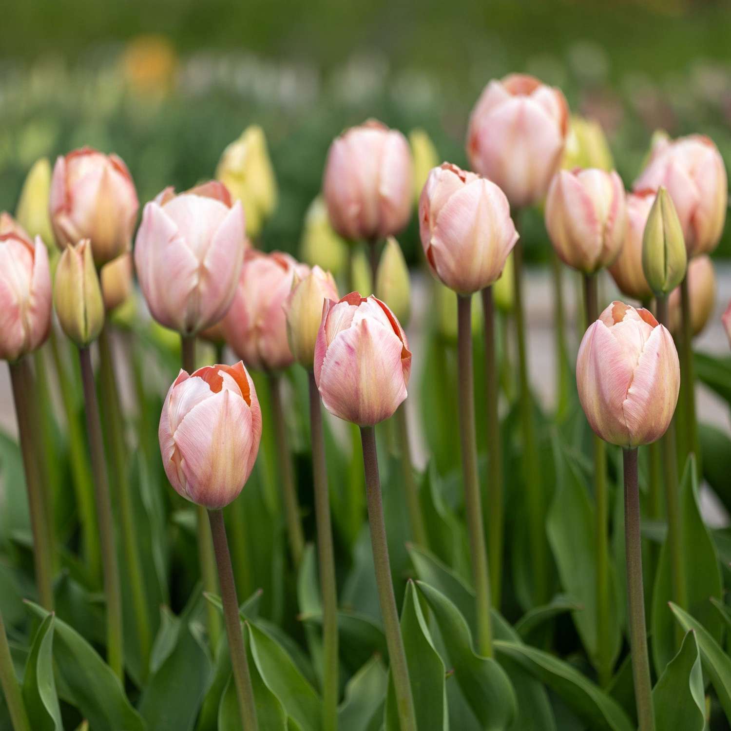 Tulp 'Salmon van Eijk'